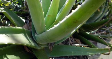 Aloe Vera’s Benefits